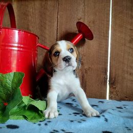 Beagle Puppies from Rosehaven Homestead