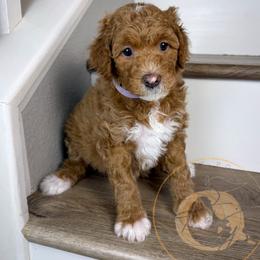 Violet - Red  female Goldendoodle puppy in Murrieta, California from Apricot Poodles & Goldendoodles, LLC