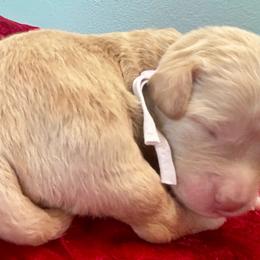 White - Apricot female Goldendoodle puppy in Morris, Alabama from 4H Doodles