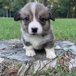 Roscoe - Sable male Pembroke Welsh Corgi puppy in Rolla, Missouri from 4A Corgis