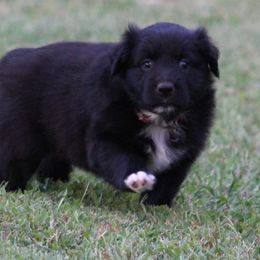 Buck  black Bi  Look for my video - Black & white male Australian Shepherd puppy in Cookeville, Tennessee from Spring Creek Aussies