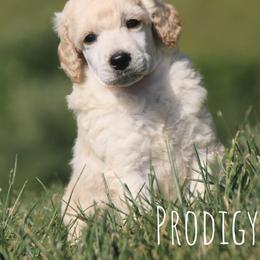 Stroopwaffle - Cream male Poodle puppy in Pella, Iowa from Prodigy Farms Therapy Dogs