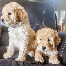 Double Doodle, Labradoodle, and Sheepadoodle Puppies from Mule Mountain Doodles