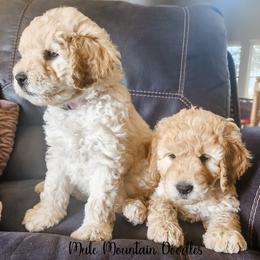 Double Doodle, Labradoodle, and Sheepadoodle Puppies from Mule Mountain Doodles
