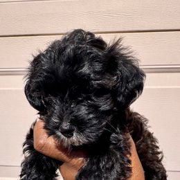 Persephone - Black female Poodle puppy in Las Vegas, Nevada from Plush Toy Poodle Puppies & Pals
