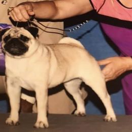 Pugs from Country Paws Kennel