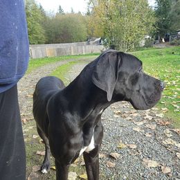 Emma - Black female Great Dane puppy in Gig Harbor, Washington from Lakaya Danes