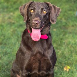 Fever - Labrador Retriever