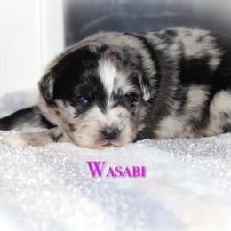 Wasabi - Blue merle female Australian Shepherd puppy in Coldwater, Michigan from Northern Star Australian Shepherds