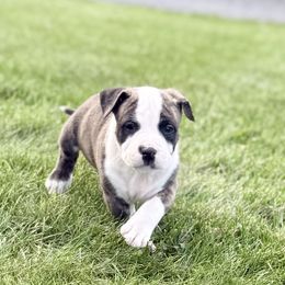 Queso - Red brindle male American Staffordshire Terrier puppy in Franklin County, Vermont from Explicit Amstaffs Of New England
