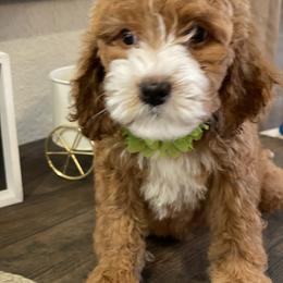 Cavapoo and Poodle Puppies from Sac-Town Poodles and Doodles