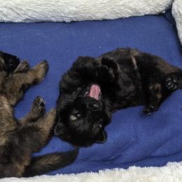 German Shepherd Puppies from Reign Land