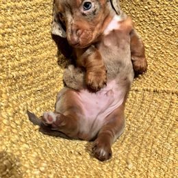 Dachshund Puppies from Salchi Dog miniature dachshunds