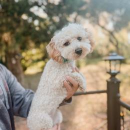 Olive - Cream female Poodle puppy in Live Oak, Florida from Grams Poodle Babies