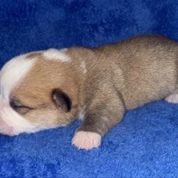 Peter - Red male Pembroke Welsh Corgi puppy in Godley, Texas from Bradley Kennels