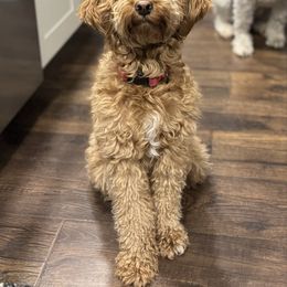 Ember - Goldendoodle