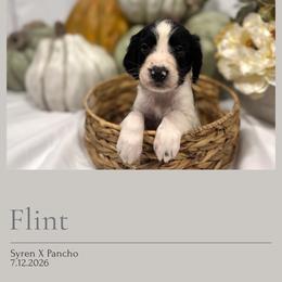 Flint - Black and white male English Springer Spaniel puppy in Arcadia, Florida from Redemption Fields Springer Spaniels