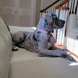 Great Dane Puppies from Split Rock Danes