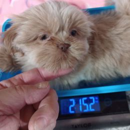 Girl 1 - White Shih Tzu puppy in Austin, Minnesota from Bearpaw Shih Tzus