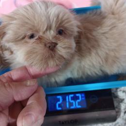 Girl 1 - White Shih Tzu puppy in Austin, Minnesota from Bearpaw Shih Tzus