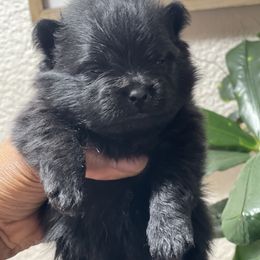 Pomeranian Puppies from Annie’s Animated AKC Pomeranians