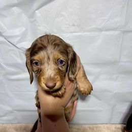 Boy 2 - Dapple male Dachshund puppy in Modesto, California from Torres Dachshunds