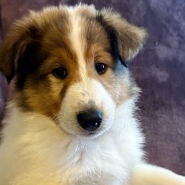 Jasmine - Sable and white Collie puppy in Callahan, Florida from Kindred Spirit Collies
