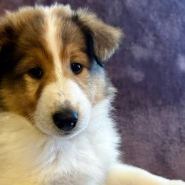 Jasmine - Sable and white Collie puppy in Callahan, Florida from Kindred Spirit Collies