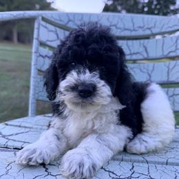 Maple with training - Black and white female Cockapoo puppy in Boonville, North Carolina from Doods & Dolls
