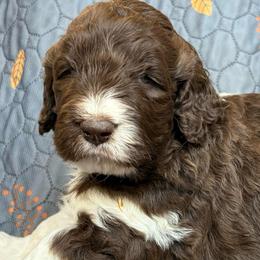Abbi - female Newfypoo puppy in San Antonio, Texas from Mammoth Doodles