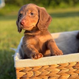 Odin - Chocolate and tan male Dachshund puppy in Huffman, Texas from Alex's Dachshunds