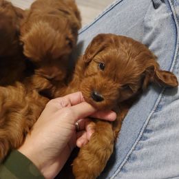 Aussiedoodle, Goldendoodle, and Miniature Australian Shepherd Puppies from JMR Aussies and Doodles