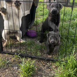 Dilute Retriever and Labrador Retriever Puppies from B and B Riverbottom Kennel