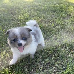 Pomeranians from Nancy's Pomeranians