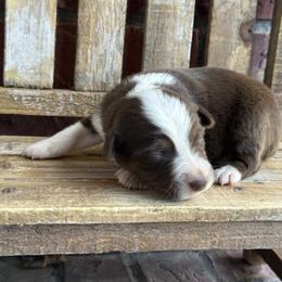 RTF2 - Red tri female Miniature Australian Shepherd puppy in Lexington, Nebraska from Osborne's Aussies