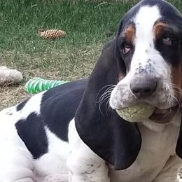 Basset Hound Puppies from Bear Foot Bassets Of West Virginia