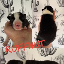 Ruffnut - Black and white female Border Collie puppy in Sanger, California from Flying M Cactus Ranch Buddies