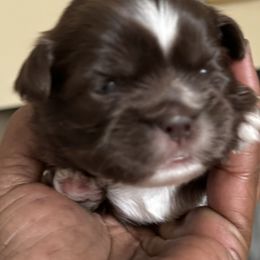 Maltese, Pomeranian, Shih Tzu, and Yorkshire Terrier Puppies from Gibbs Gorgeous Paws LLC