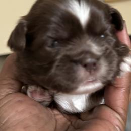 Maltese, Pomeranian, Shih Tzu, and Yorkshire Terrier Puppies from Gibbs Gorgeous Paws LLC