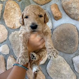 Orange - Female - Red  female Goldendoodle puppy in Kent City, Michigan from Hannah Mae Doodles
