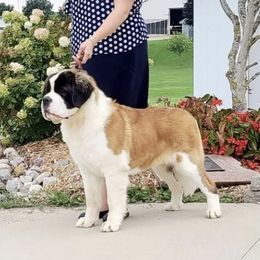 Rebel - Newfoundland