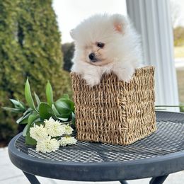 Pomeranian puppies from Royal Palace
