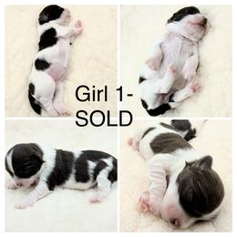 Girl 1 - Chocolate female Havanese puppy in Elkins, Arkansas from Havana Knights Havanese