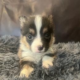 MO-M02 - Black and tan male Pembroke Welsh Corgi puppy in Stockton, Iowa from Infinity Corgis