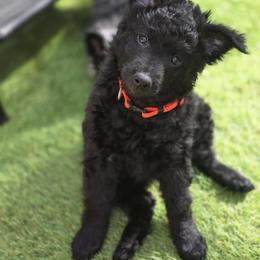 Szomoru Fuz Stars Are Born Lynx - Black female Mudi puppy in Bolingbrook, Illinois from Szomorú Füz Mudi Kennel/Weeping Willow Mudi Kennel