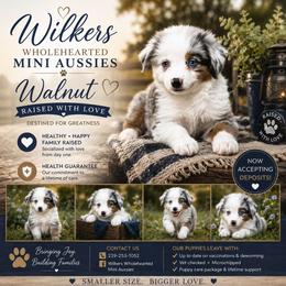 Walnut - Blue merle male Miniature Australian Shepherd puppy in Killen, Alabama from Wilkers Wholehearted Mini Aussies