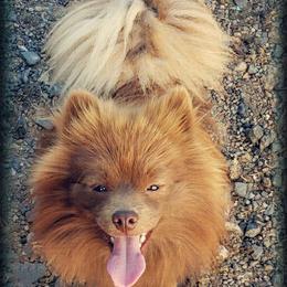 Pomeranian puppies from Purrs N Poms