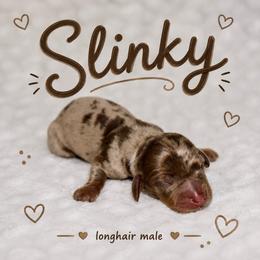 Slinky - Dapple male Dachshund puppy in Paris, Texas from Kuttin’ Up Mini Aussies