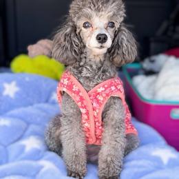 Sara - Poodle