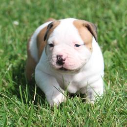 Female 4-Nyx - White and red female American Bulldog puppy in Xenia, Ohio from Bingham's Bulldogs LLC